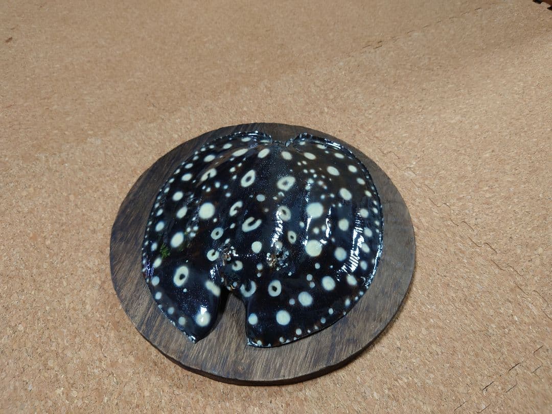 淡水エイ 剥製本物 熱帯魚 ダイヤモンドポルカ 標本 淡水エイ 剥製本物 熱帯魚 ダイヤモンドポルカ ダイヤモンドポルカ