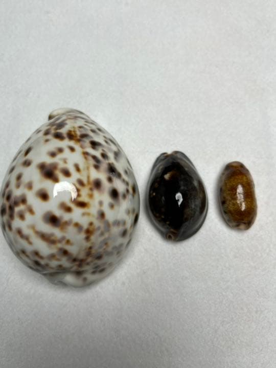 購入 ニューカレドニアタカラガイセット② 貝殻 標本 タカラガイ